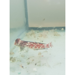 Synchiropus stellatus